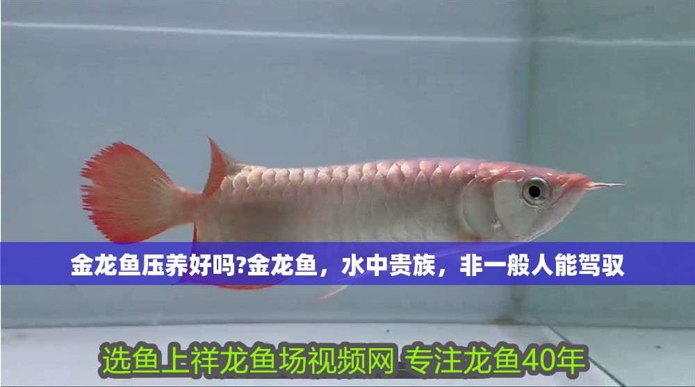 金龍魚壓養(yǎng)好嗎?金龍魚，水中貴族，非一般人能駕馭