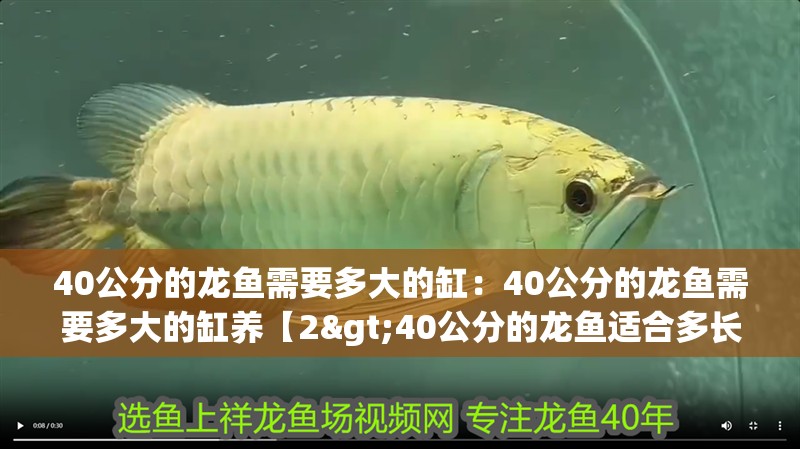 40公分的龍魚需要多大的缸：40公分的龍魚需要多大的缸養(yǎng)【2>40公分的龍魚適合多長(zhǎng)的魚缸】
