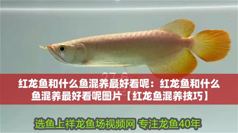 紅龍魚和什么魚混養(yǎng)最好看呢：紅龍魚和什么魚混養(yǎng)最好看呢圖片【紅龍魚混養(yǎng)技巧】