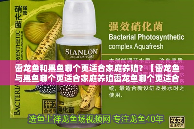 雷龍魚和黑魚哪個更適合家庭養殖？【雷龍魚與黑魚哪個更適合家庭養殖雷龍魚哪個更適合家庭養殖】