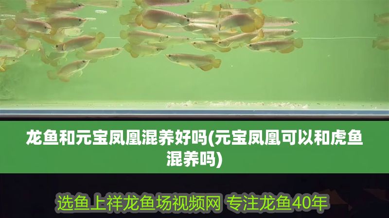 龍魚和元寶鳳凰混養(yǎng)好嗎(元寶鳳凰可以和虎魚混養(yǎng)嗎)