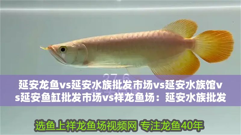 延安龍魚vs延安水族批發市場vs延安水族館vs延安魚缸批發市場vs祥龍魚場：延安水族批發市場