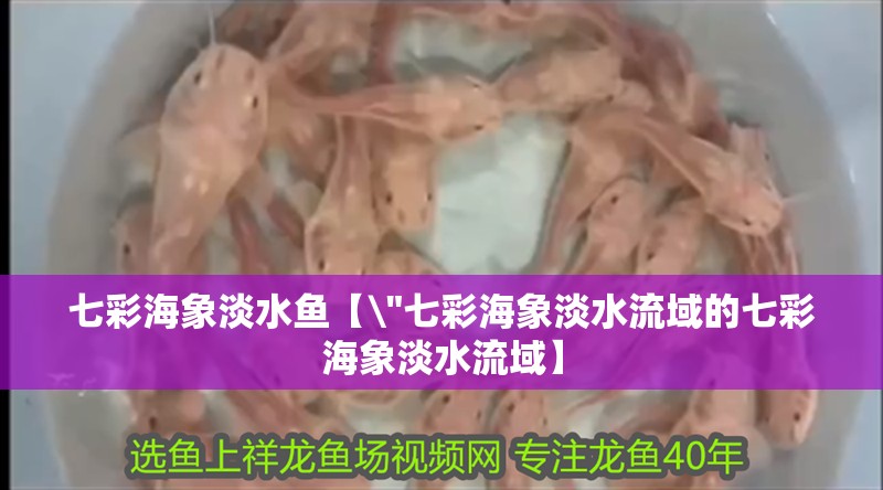 七彩海象淡水魚【\