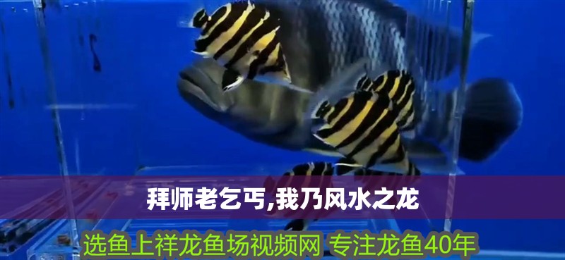 黑金鱒魚什么顏色最貴