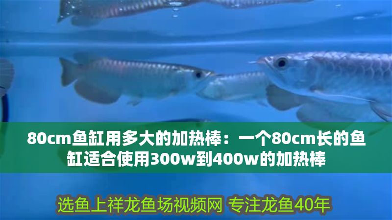 80cm魚缸用多大的加熱棒：一個80cm長的魚缸適合使用300w到400w的加熱棒