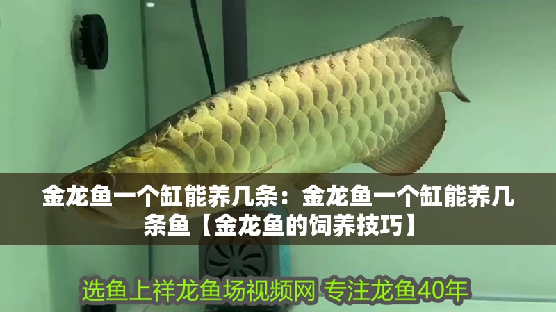 金龍魚一個缸能養(yǎng)幾條：金龍魚一個缸能養(yǎng)幾條魚【金龍魚的飼養(yǎng)技巧】