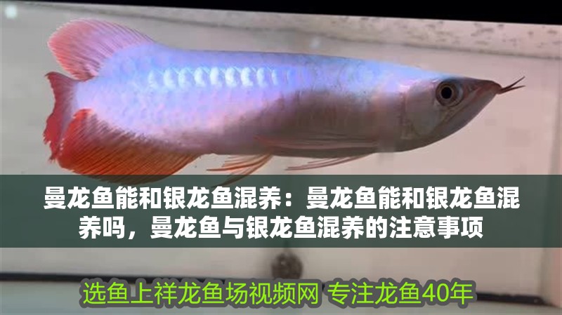 曼龍魚能和銀龍魚混養(yǎng)：曼龍魚能和銀龍魚混養(yǎng)嗎，曼龍魚與銀龍魚混養(yǎng)的注意事項(xiàng) 曼龍魚能和銀龍魚混養(yǎng)：曼龍魚能和銀龍魚混養(yǎng)嗎，曼龍魚與銀龍魚混養(yǎng)的注意事項(xiàng) 水族問答