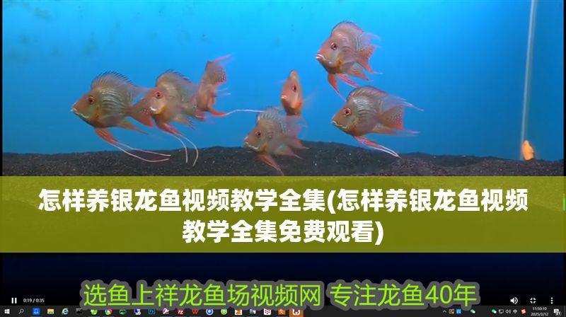 怎樣養銀龍魚視頻教學全集(怎樣養銀龍魚視頻教學全集免費觀看)