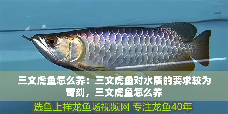 三文虎魚怎么養：三文虎魚對水質的要求較為苛刻，三文虎魚怎么養