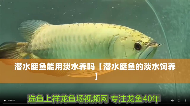 潛水艇魚能用淡水養(yǎng)嗎【潛水艇魚的淡水飼養(yǎng)】