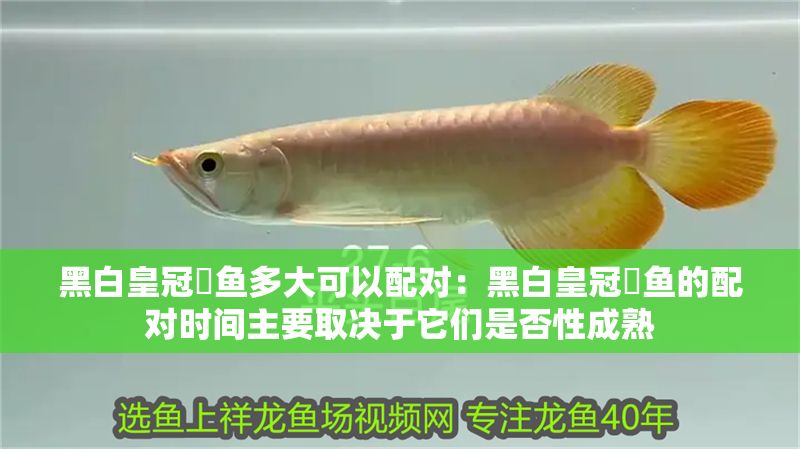黑白皇冠魟魚多大可以配對：黑白皇冠魟魚的配對時間主要取決于它們是否性成熟