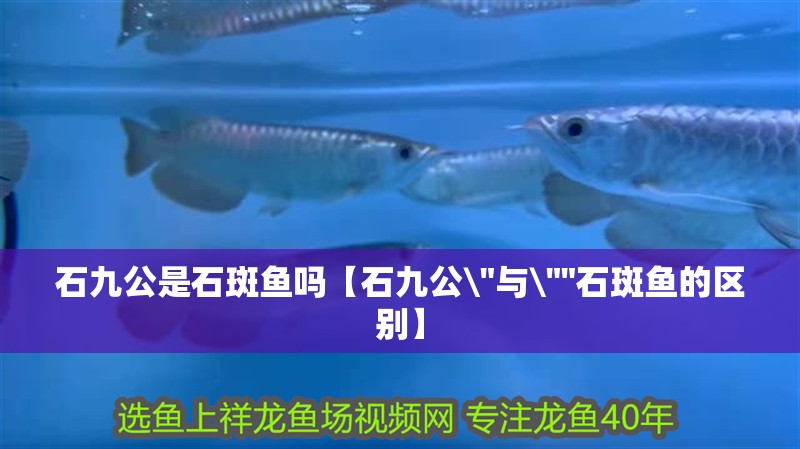 石九公是石斑魚嗎【石九公\
