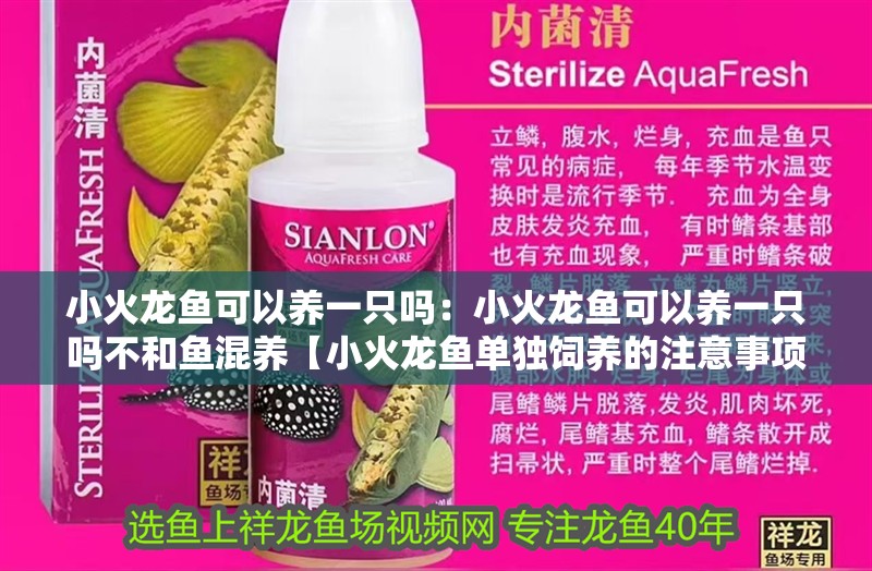 小火龍魚可以養一只嗎：小火龍魚可以養一只嗎不和魚混養【小火龍魚單獨飼養的注意事項】