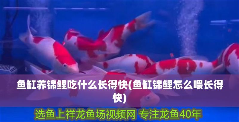 魚缸養(yǎng)錦鯉吃什么長得快(魚缸錦鯉怎么喂長得快)