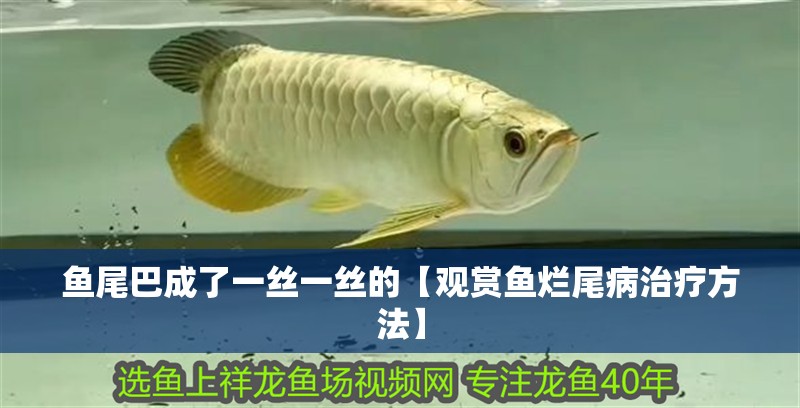 魚尾巴成了一絲一絲的【觀賞魚爛尾病治療方法】