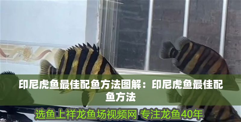 印尼虎魚最佳配魚方法圖解：印尼虎魚最佳配魚方法 印尼虎魚最佳配魚方法圖解：印尼虎魚最佳配魚方法 虎魚百科 第2張