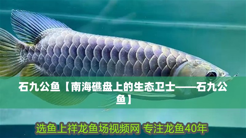 石九公魚【南海礁盤上的生態衛士——石九公魚】
