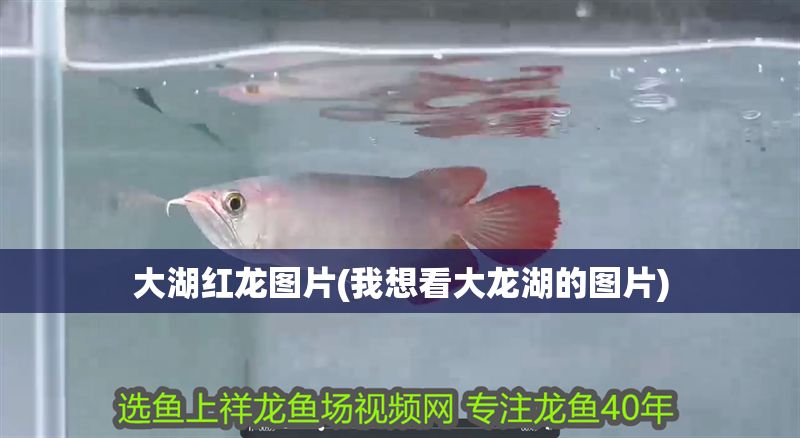 大湖紅龍圖片(我想看大龍湖的圖片)