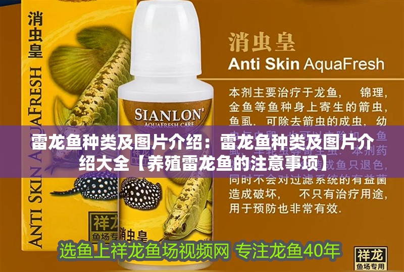 雷龍魚種類及圖片介紹：雷龍魚種類及圖片介紹大全【養(yǎng)殖雷龍魚的注意事項(xiàng)】