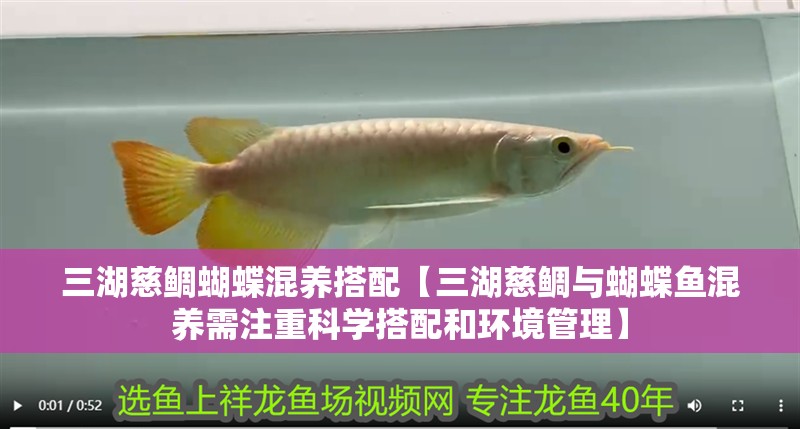 三湖慈鯛蝴蝶混養搭配【三湖慈鯛與蝴蝶魚混養需注重科學搭配和環境管理】