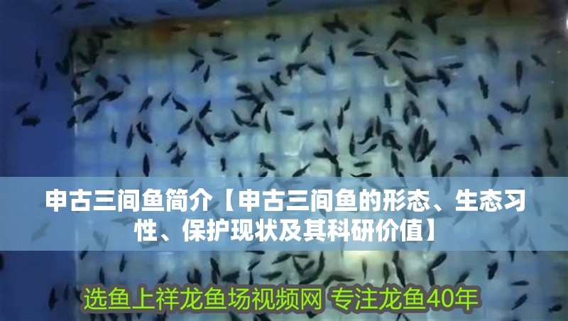 申古三間魚簡介【申古三間魚的形態、生態習性、保護現狀及其科研價值】