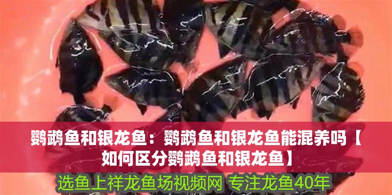 鸚鵡魚(yú)和銀龍魚(yú)：鸚鵡魚(yú)和銀龍魚(yú)能混養(yǎng)嗎【如何區(qū)分鸚鵡魚(yú)和銀龍魚(yú)】