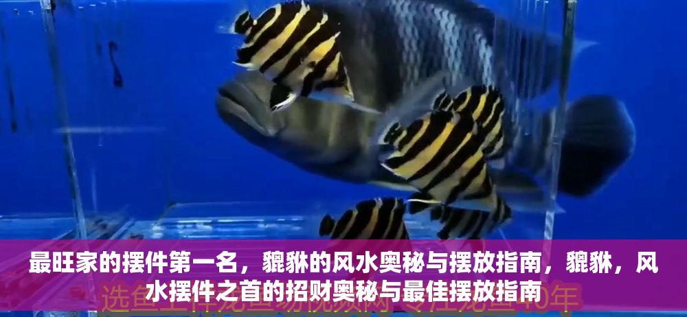 最旺家的擺件第一名，貔貅的風水奧秘與擺放指南，貔貅，風水擺件之首的招財奧秘與最佳擺放指南