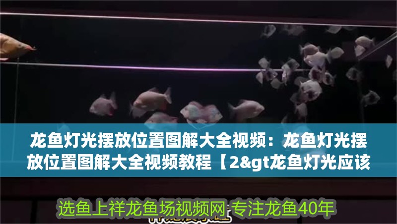 龍魚燈光擺放位置圖解大全視頻：龍魚燈光擺放位置圖解大全視頻教程【2&gt龍魚燈光應(yīng)該安裝在哪個位置】 龍魚燈光擺放位置圖解大全視頻：龍魚燈光擺放位置圖解大全視頻教程【2&gt龍魚燈光應(yīng)該安裝在哪個位置】 水族問答
