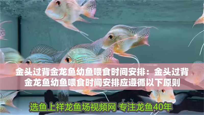 金頭過背金龍魚幼魚喂食時間安排：金頭過背金龍魚幼魚喂食時間安排應遵循以下原則