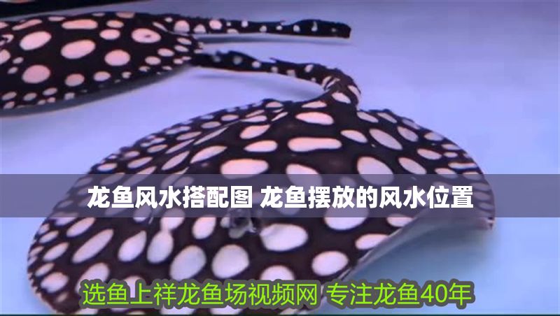 龍魚風(fēng)水搭配圖 龍魚擺放的風(fēng)水位置