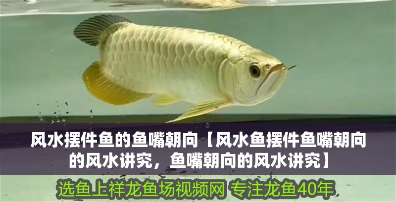 風水擺件魚的魚嘴朝向【風水魚擺件魚嘴朝向的風水講究，魚嘴朝向的風水講究】