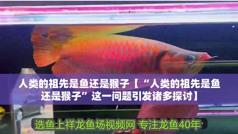 人類的祖先是魚還是猴子【“人類的祖先是魚還是猴子”這一問題引發(fā)諸多探討】