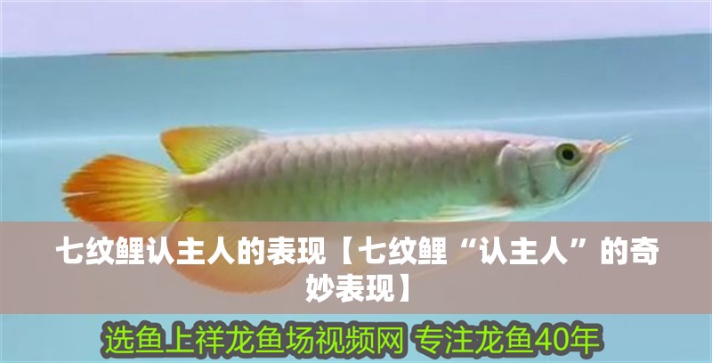 七紋鯉認主人的表現【七紋鯉“認主人”的奇妙表現】