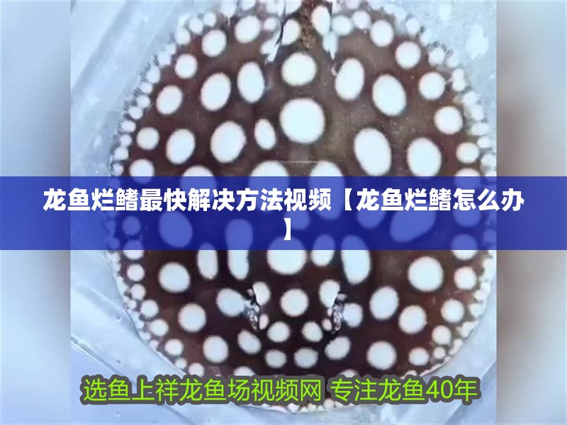 龍魚爛鰭最快解決方法視頻【龍魚爛鰭怎么辦】
