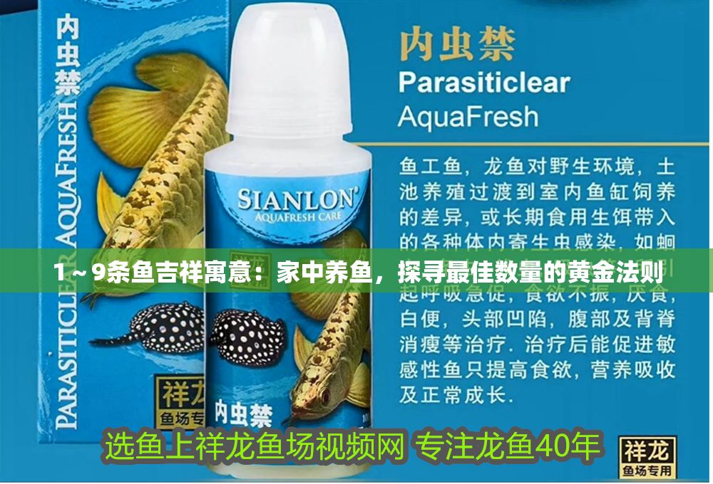 1～9條魚吉祥寓意：家中養魚，探尋最佳數量的黃金法則