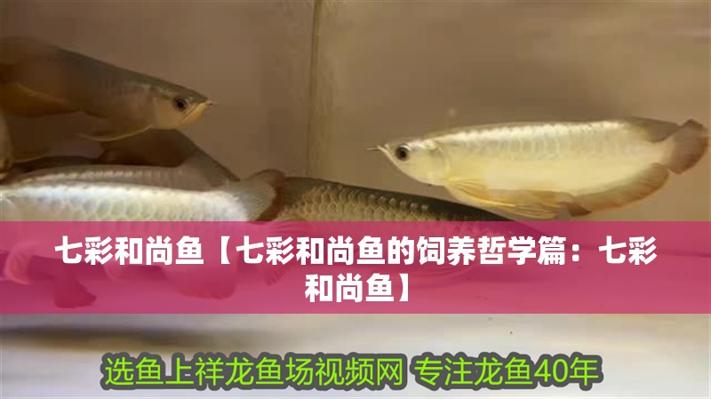 七彩和尚魚【七彩和尚魚的飼養(yǎng)哲學(xué)篇：七彩和尚魚】