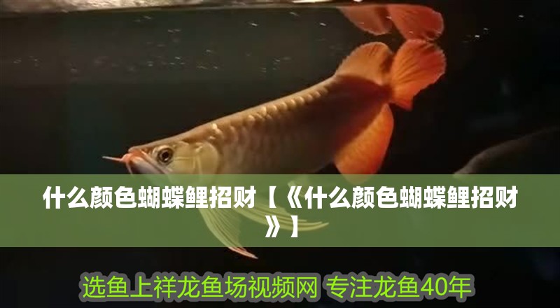 什么顏色蝴蝶鯉招財【《什么顏色蝴蝶鯉招財》】