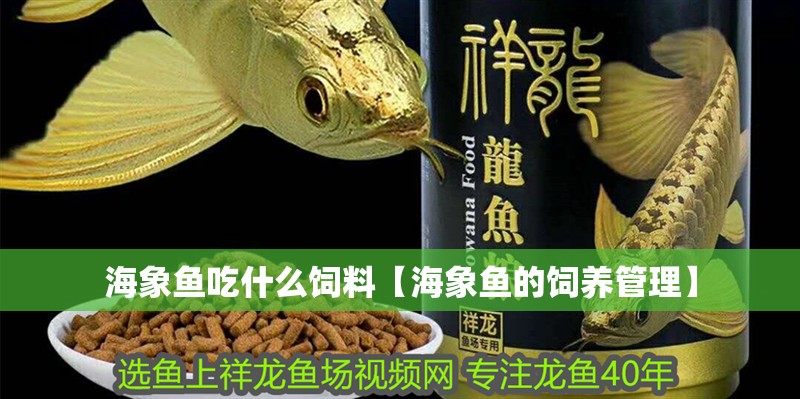 海象魚吃什么飼料【海象魚的飼養管理】