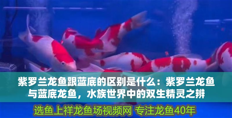 紫羅蘭龍魚跟藍(lán)底的區(qū)別是什么：紫羅蘭龍魚與藍(lán)底龍魚，水族世界中的雙生精靈之辨