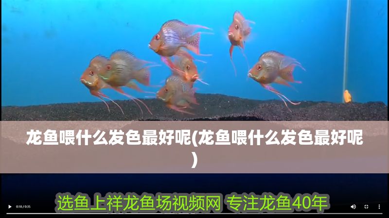 龍魚喂什么發色最好呢(龍魚喂什么發色最好呢)