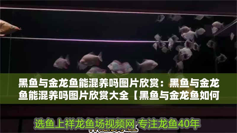 黑魚與金龍魚能混養嗎圖片欣賞：黑魚與金龍魚能混養嗎圖片欣賞大全【黑魚與金龍魚如何混養】