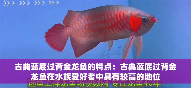 古典藍(lán)底過背金龍魚的特點(diǎn)：古典藍(lán)底過背金龍魚在水族愛好者中具有較高的地位