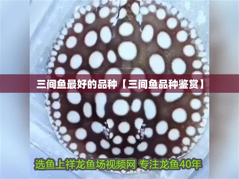 三間魚最好的品種【三間魚品種鑒賞】 龍魚論壇 三間魚最好的品種【三間魚品種鑒賞】 三間魚最好的品種【三間魚品種鑒賞】 龍魚論壇