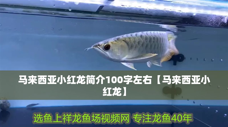 馬來西亞小紅龍簡(jiǎn)介100字左右【馬來西亞小紅龍】