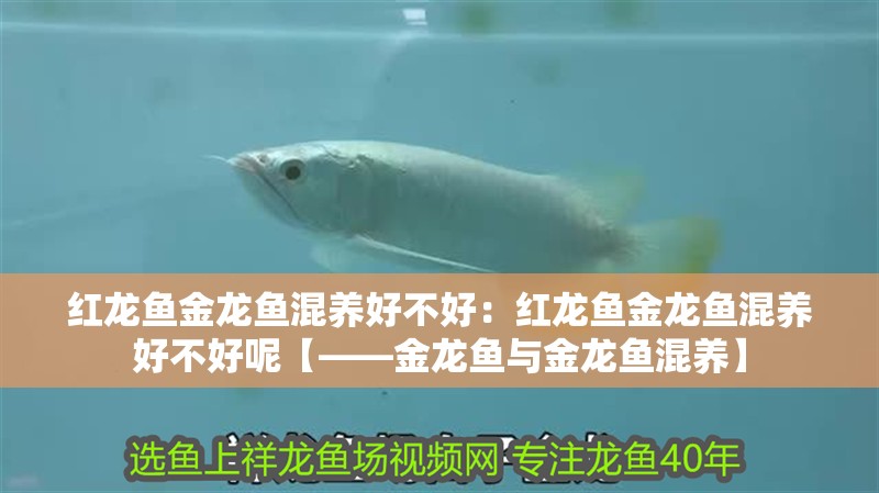 紅龍魚金龍魚混養(yǎng)好不好：紅龍魚金龍魚混養(yǎng)好不好呢【——金龍魚與金龍魚混養(yǎng)】