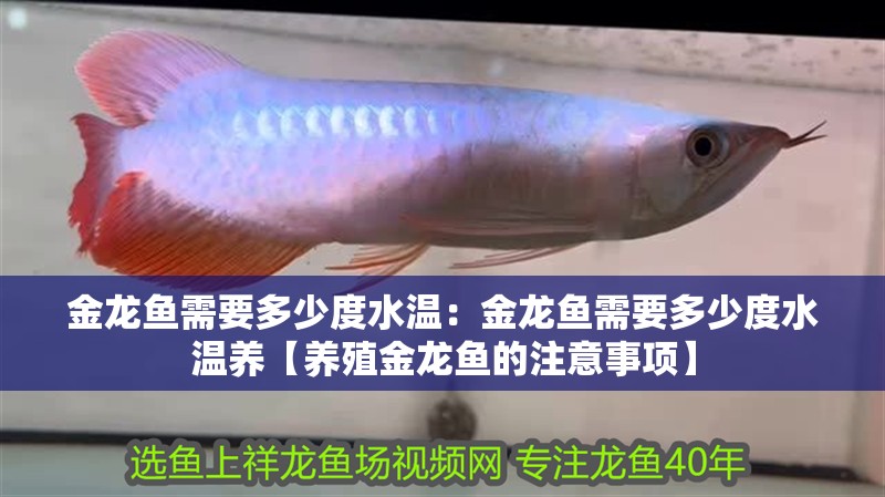 金龍魚需要多少度水溫：金龍魚需要多少度水溫養【養殖金龍魚的注意事項】