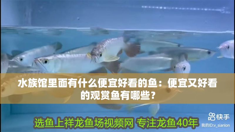 水族館里面有什么便宜好看的魚(yú)：便宜又好看的觀賞魚(yú)有哪些？