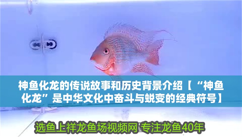 神魚化龍的傳說故事和歷史背景介紹【“神魚化龍”是中華文化中奮斗與蛻變的經(jīng)典符號】