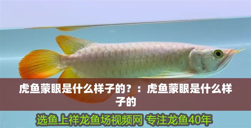 虎魚蒙眼是什么樣子的？：虎魚蒙眼是什么樣子的