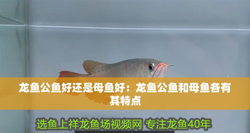 龍魚公魚好還是母魚好：龍魚公魚和母魚各有其特點